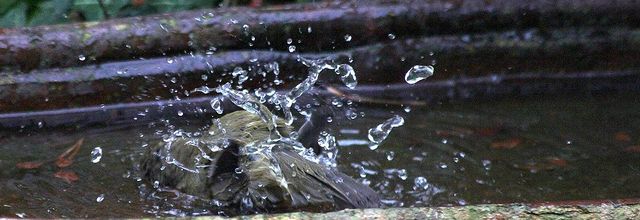 Effervescence aux bains-douches