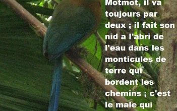 QUELQUES ANIMAUX DU COSTA RICA. 