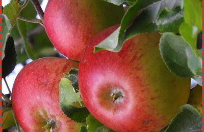 Mes photos de mes promenades ,,, attrape - rêves ,,, couture