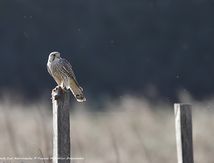 Faucon crécerelle