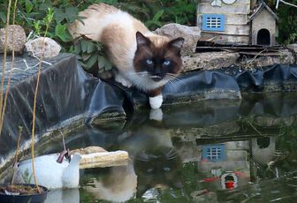 un minou qui boit dans mon bassin