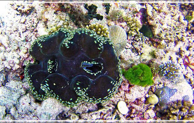 Le beau manteau du Bénitier - Moofushi Kandu - Atoll d'Ari - Maldives