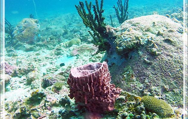 Éponge Baril de rhum, Éponge-barrique, Éponge-tonneau, Barrel-sponge, Basket sponge, Tub sponge (Xestospongia muta) - Spot Betalinjona - Nosy Tsarabanjina - Archipel Mitsio - Madagascar
