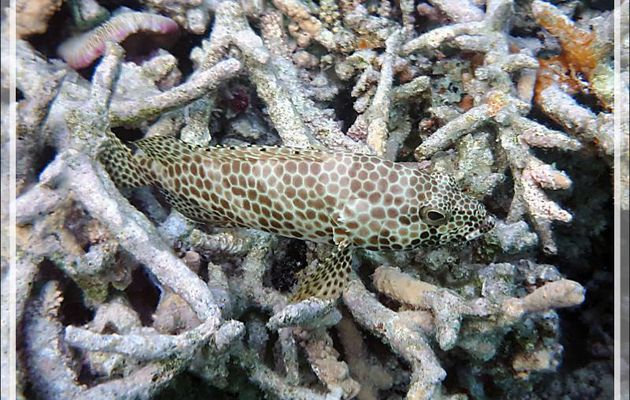  Mérou gâteau de cire, Loche rayon de miel, Honeycomb grouper (Epinephelus merra) - Snorkeling à Moofushi - Atoll d'Ari - Maldives