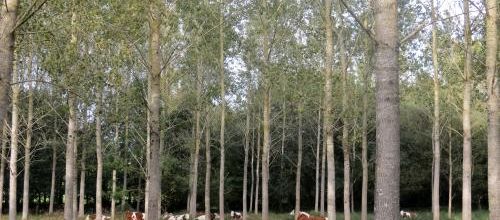 Sur les chemins de Talhouët
