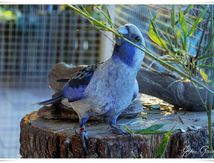 L'oiseau bleu