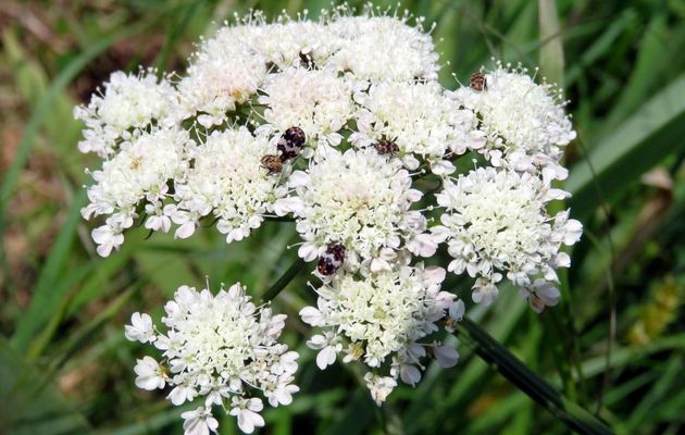 des fleurs et bébètes 