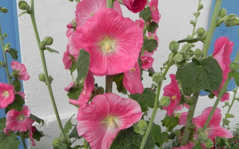 des roses trémières et ... région de Talmont dept 17