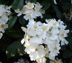 Rosa Filipe Kiftsgate ou Rosa Multiflora ?