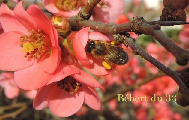 une abeille sur la fleur ...