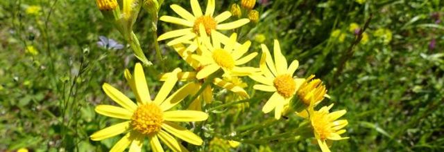 Jacobaea vulgaris = senecio jacobaea  -  sénéçon jacobée