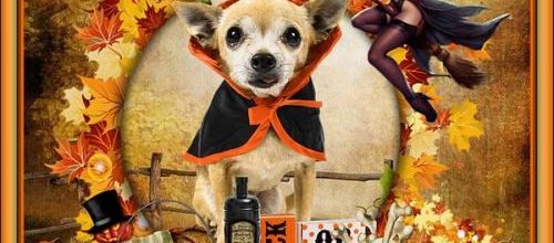 Halloween 3 loulou .