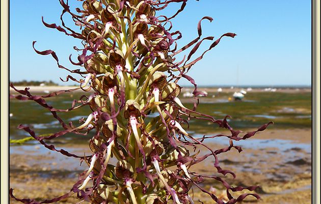 Orchidée orchis-bouc sur fond de marée basse - Loix-en-Ré - Ile de Ré - 17