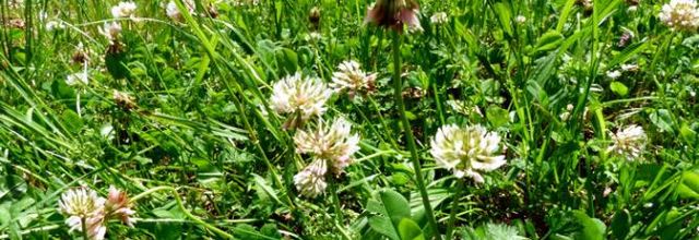 Trifolium repens  - trèfle blanc
