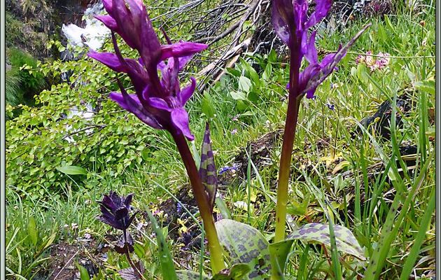 Orchis, oui mais lequel ? - Varrados - Val d'Aran - Espagne