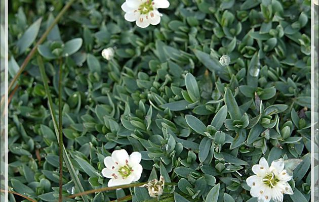 Deux petites fleurs blanches indéterminées - Sermermiut - Baie de Disko - Groenland