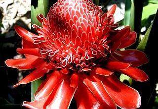 La rose de porcelaine