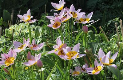Une valeur sure, les tulipes botaniques
