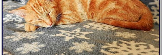 chat mimi !!