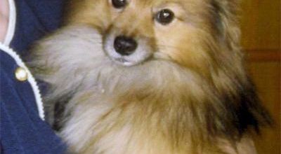 Petit Ugo - Little Ugo
