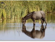 En Camargue...