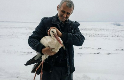 (-*♥*-)  40 cigognes gelées par le froid ont bénéficié de la solidarité de la population  (-*♥*-)