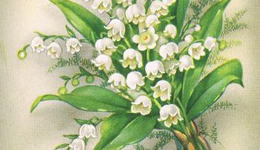 Du muguet pour vous