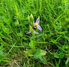 Séance du samedi 11 juin au cap Blanc Nez