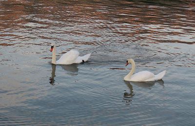 au lac du Bourget ...