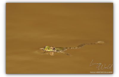 Les Grenouilles vertes.