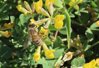 une abeille sur des fleurs