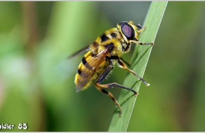 Eristale des Fleurs (1) - Myathropa florea
