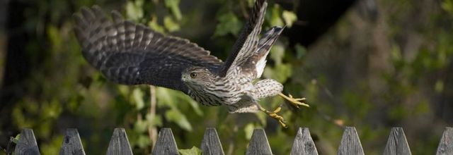 Nouvelles  animalières !