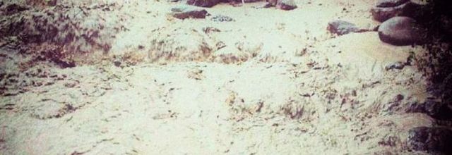 Les derniers poètes