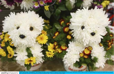 Photos Des animaux en fleurs, adorables