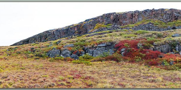 La flore très colorée d'Edinburgh Island - Nunavut - Canada