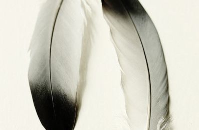 PLUMES NOIR & BLANC