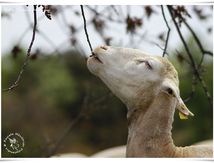 Mouton Caussenarde des garrigues