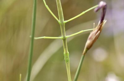 Phasme Pijnackeria masettii
