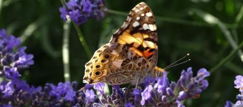 Migration du papillon belle-dame entre l'Europe et l'Afrique