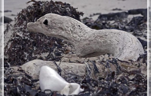 Mais un tout dernier animal, au repos sur un lit d'algues, va me laisser perplexe ... - Saunders Island - Falkland (Malvinas, Malouines) - Grande-Bretagne