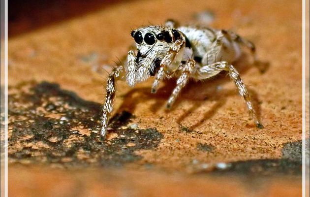 Une Araignée à faire peur si elle n'était aussi petite (disons 5 mm de long !) - Femelle Saltique arlequin ou chevronnée (Salticus scenicus) - La Couarde-sur-Mer - Ile de Ré - 17