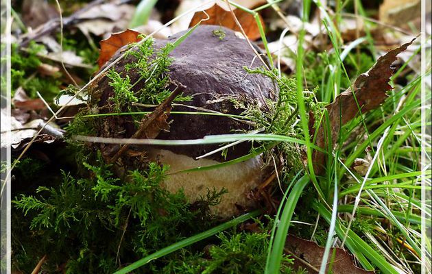 Beauté d'automne : le Cèpe tête-de-nègre ou bronzé (Boletus aereus) - Lartigau - Milhas - 31