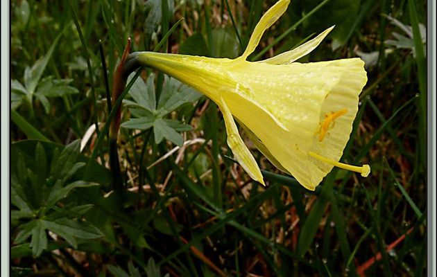 Narcisse trompette ou Trompette de méduse (Narcissus bulbocodium) - Franquevielle - 31