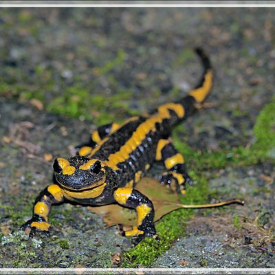 Salamandre tachetée (Salamandra salamandra) observée à l'instant, des années que je n'en avais pas vu - Lartigau - Milhas - 31 