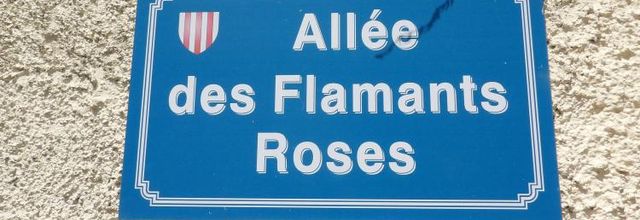 Une série rose..