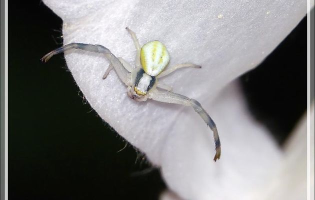 L'Araignée crabe Thomise variable a perdu un peu de ses couleurs d'origine (Misumena vatia) et sa proie - Lartigau - Milhas - 31
