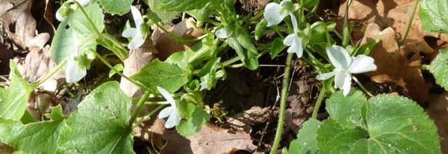 Viola alba  -  violette blanche