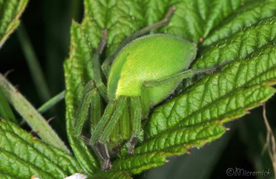 Araignée Micrommata virescens