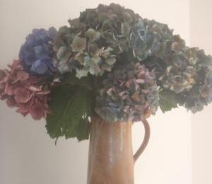 Le séchage des hortensias